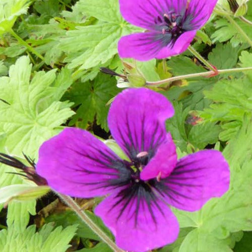 Géranium vivace Dragon Heart - Geranium bremdra dragon heart - Plantes