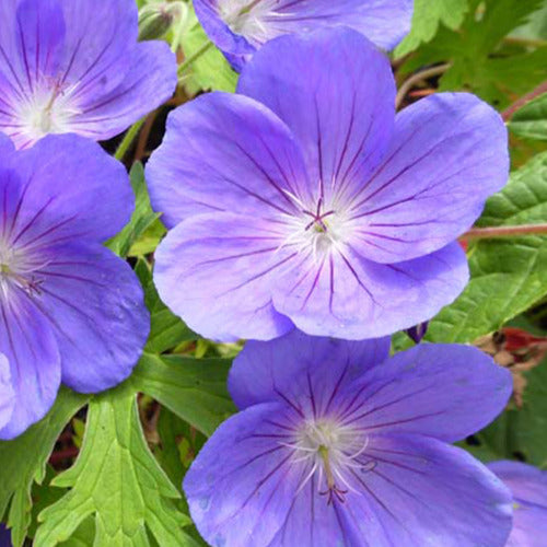 Géranium vivace Eureka Blue - Geranium eureka blue - Plantes