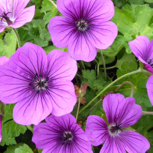 Géranium vivace Hewham Velvet - Geranium hexham velvet - Plantes