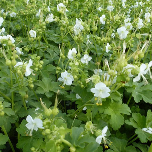 Geranium vivace White Ness - Geranium macrorrhizum white ness - Plantes