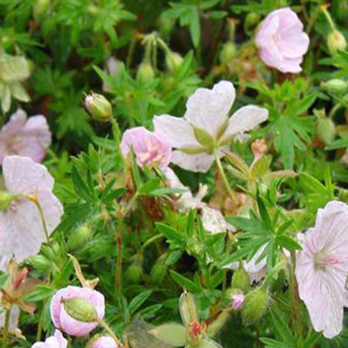 Géranium vivace sanguin Compactum - Geranium sanguineum compactum - Plantes