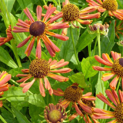 Hélénie Loysder Wieck - Helenium loysder wieck - Plantes