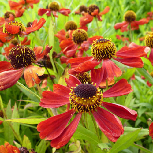 Hélénie Rubinzwerg - Helenium rubinzwerg - Willemse