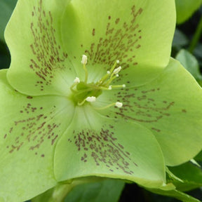 Hellébore d'Orient vert-moucheté - Helleborus orientalis green spotted - Plantes