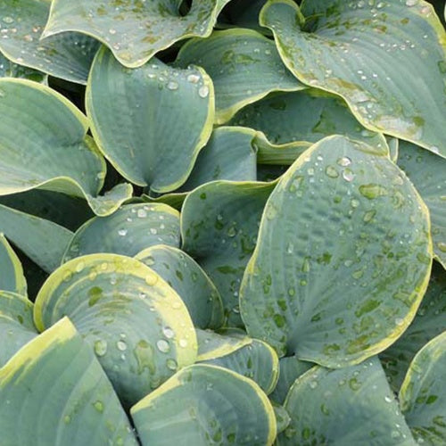 Hosta Frosted Dimples - Hosta hybride frosted dimples - Willemse