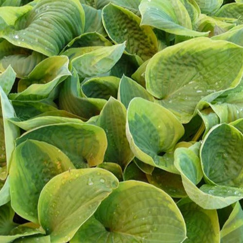 Hosta August Beauty - Hosta august beauty - Plantes