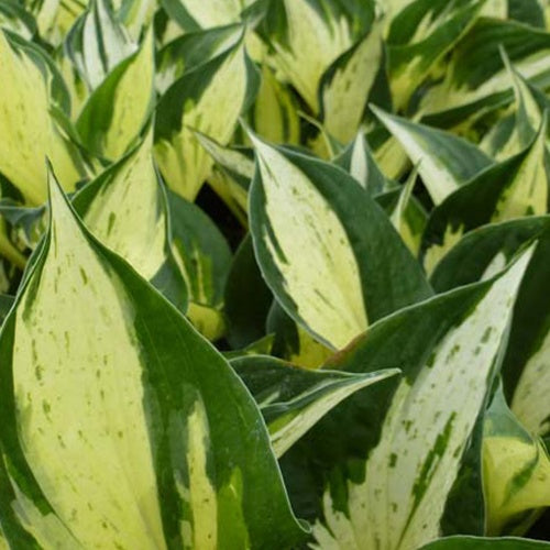 Hosta June Fever - Hosta june fever - Willemse