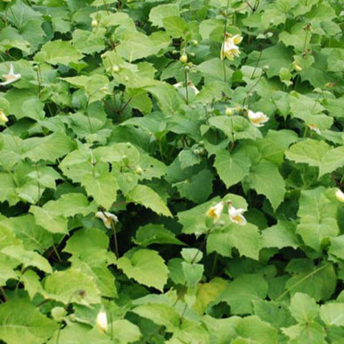 Fleur de cire de Corée - Kirengeshoma koreana - Willemse