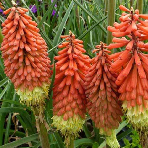 Tritoma Royal Standard - Kniphofia royal standard - Plantes