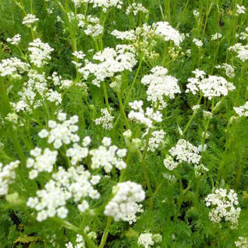 3 Cumins des prés Carvi - Carum carvi - Plantes