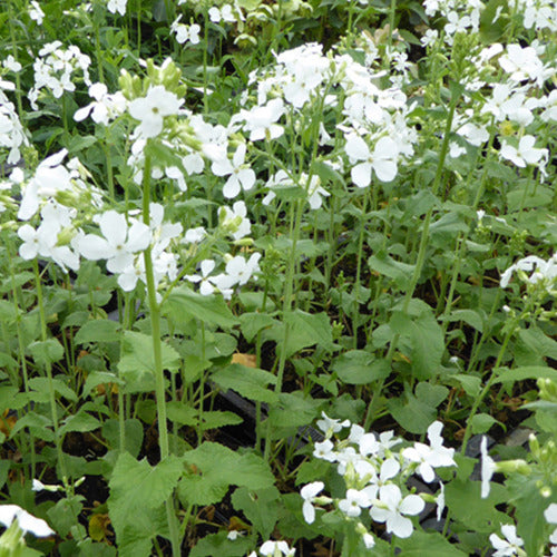 3 Monaies du Pape à fleurs blanches - Lunaria annua albiflora - Plantes