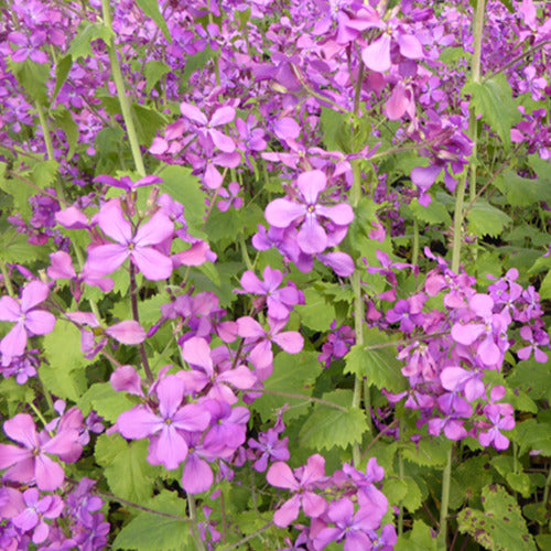 3 Monnaies du pape - Lunaria annua - Plantes