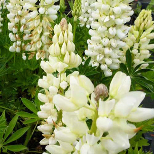 3 Lupins Gallery White - Lupinus gallery white - Plantes