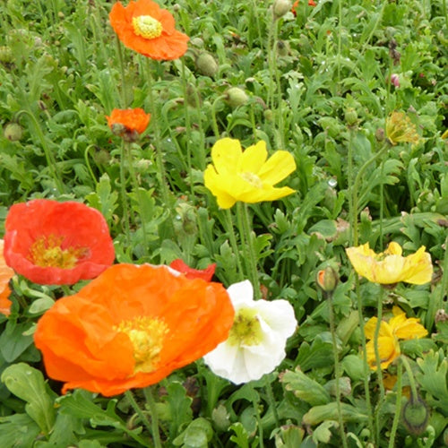 Pavot d'Islande Gartenzwerg - Willemse