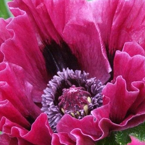 Pavot d'Orient Harlem - Papaver harlem - Willemse