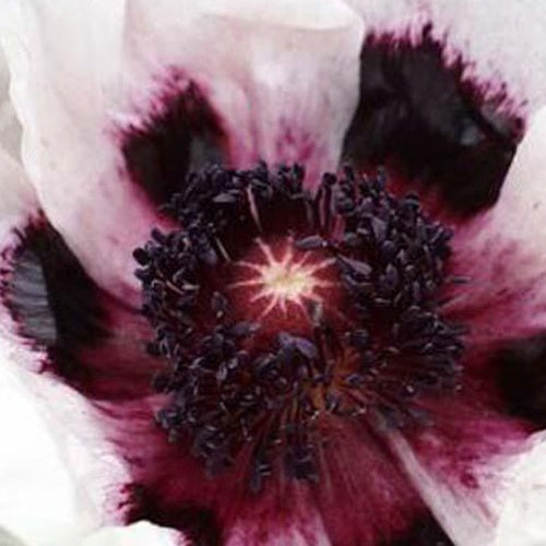 Pavot d'Orient Perrys White - Papaver orientale perrys white - Willemse