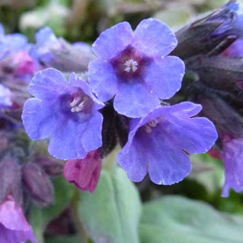 Pulmonaire officinale - Pulmonaria officinalis - Plantes