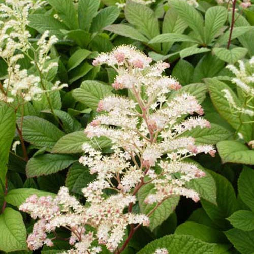 Rodgersia à feuilles de marronnier - Rodgersia aesculifolia - Willemse