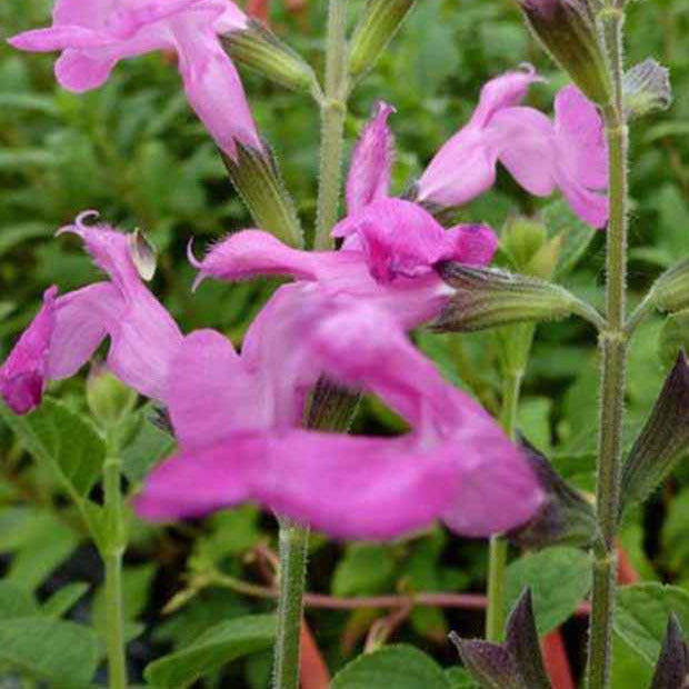 Sauge arbustive Pink Beauty - Salvia microphylla pink beauty - Willemse
