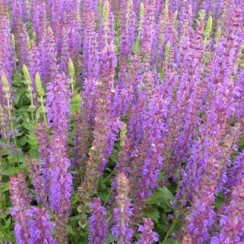 3 Sauge des bois Ostfriesland - Salvia nemorosa ostfriesland - Plantes