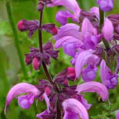 Sauge des prés Sweet Esmeralda - Salvia pratensis sweet esmeralda ( ballet series ) - Willemse