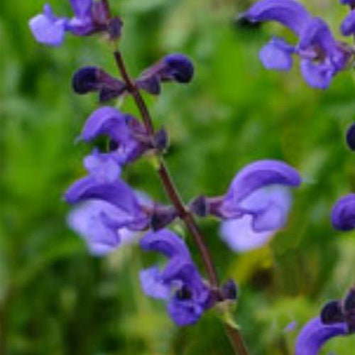 Sauge des prés Twillight Serenade - Salvia pratensis twilight serenade ( ballet series - Plantes