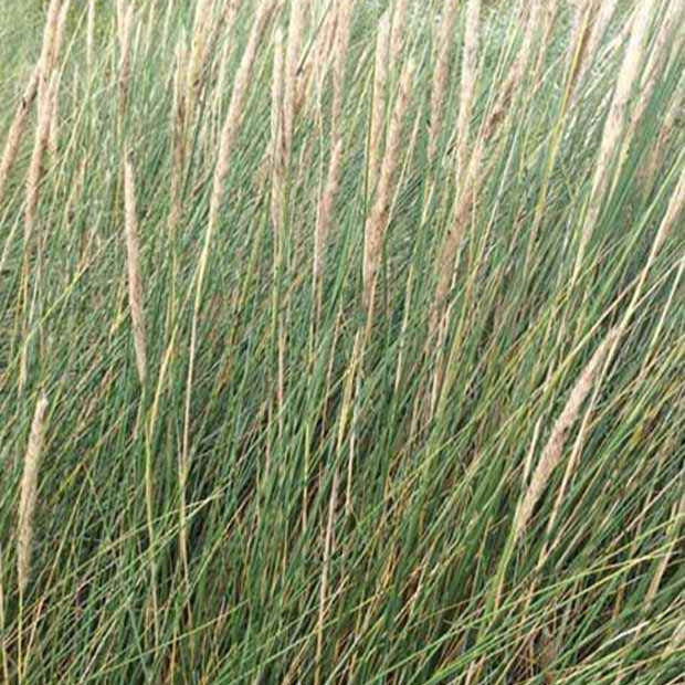 Oyat Roseau des sables - Ammophila arenaria - Plantes