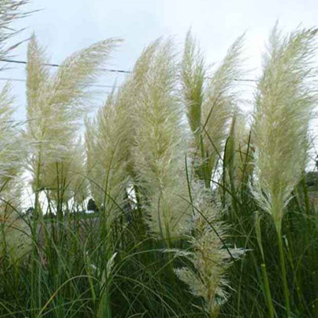 3 Herbes de la pampa - Cortaderia selloana - Plantes