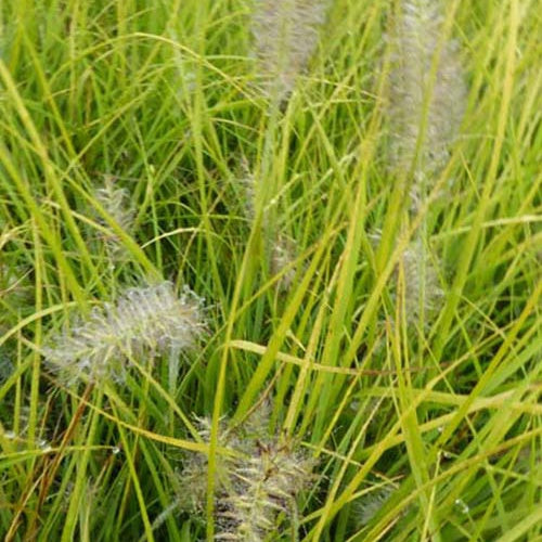 Herbe aux écouvillons Jommenik - Pennisetum - Pennisetum alopecuroides js jommenik - Plantes