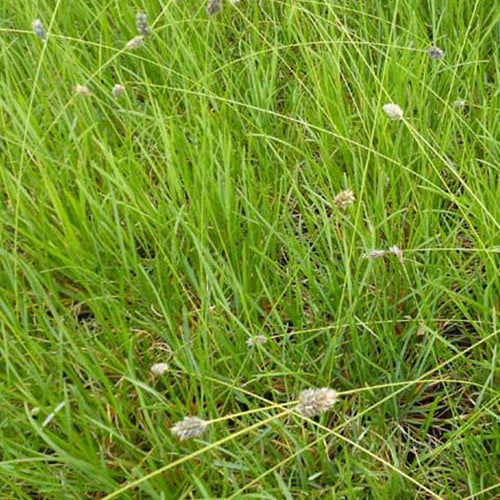 Seslérie Heufleriana - Sesleria heufleriana - Plantes