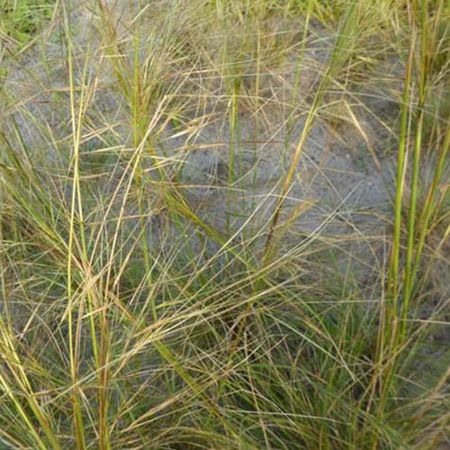 Stipe chevelu - Stipa capillata - Plantes