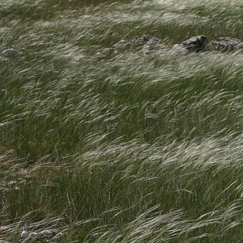 Stipe penné - Stipa pennata - Plantes