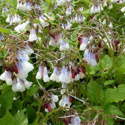 Consoude à grandes fleurs Wisley Blue - Symphytum grandiflorum wisley blue - Plantes