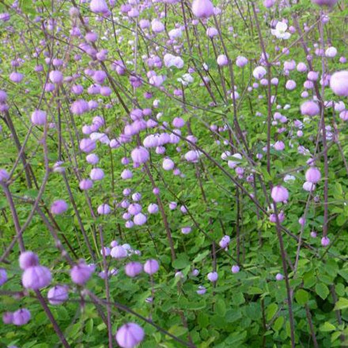 Pigamon Splendide - Thalictrum delavayi splendide - Plantes