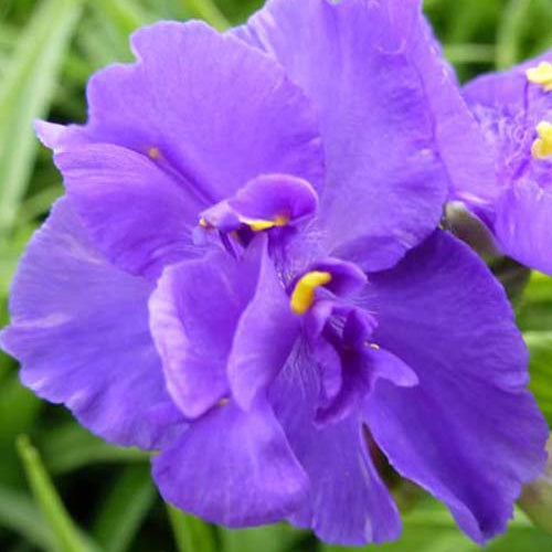 Ephémère de Virginie Zwanenburg Blue - Tradescantia ( andersoniana group ) zwanenburg blu - Plantes