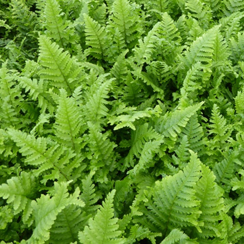Fougère mâle Cristata - Dryopteris filix-mas cristata - Willemse