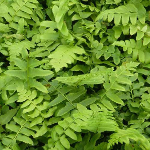 Fougère de Noël - Polystichum acrostichoides - Plantes