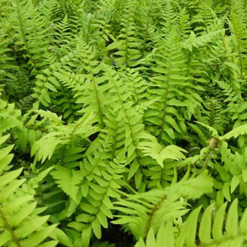 Polystic - Fougère - Polystichum munitum - Plantes