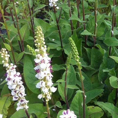 3 Molènes noires à fleurs blanches - Verbascum nigrum var. album - Plantes