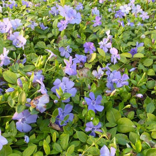 3 Petites pervenches Marie - Vinca minor marie - Plantes