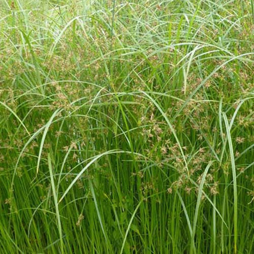 Souchet odorant - Cyperus longus - Willemse
