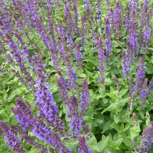 Sauge des bois Blaukonigin - Salvia nemorosa Blaukönigin - Willemse