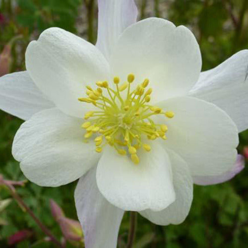 3 Ancolies Snow Queen - Aquilegia snow queen - Plantes