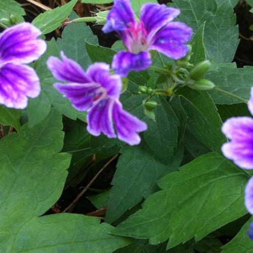 Géranium vivace Clos du Coudray - Geranium nodosum clos du coudray - Plantes