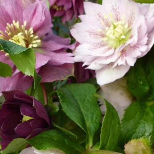 Héllébore d'Orient - Helleborus orientalis mixed colors - Plantes