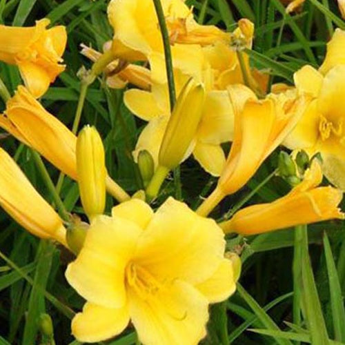 Hémérocalle Stella de Oro - Hemerocallis stella de oro - Fleurs vivaces