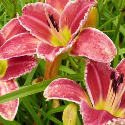 Hémérocalle Startle - Hemerocallis startle - Plantes