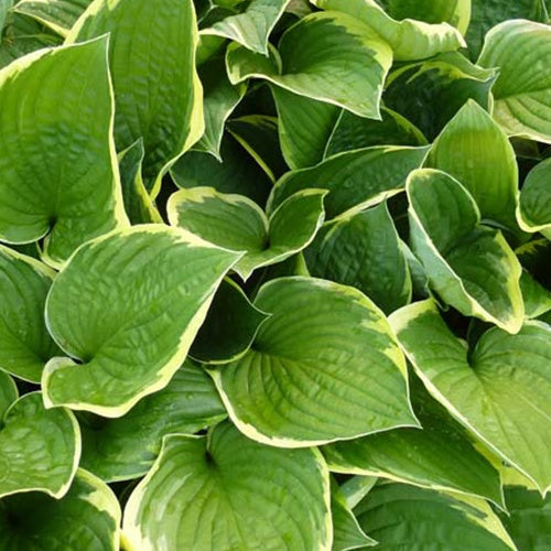 Hosta Aureomarginata - Hosta aureomarginata - Willemse