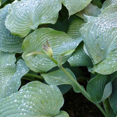 Hosta Blue Angel - Hosta hybride blue angel - Plantes vivaces