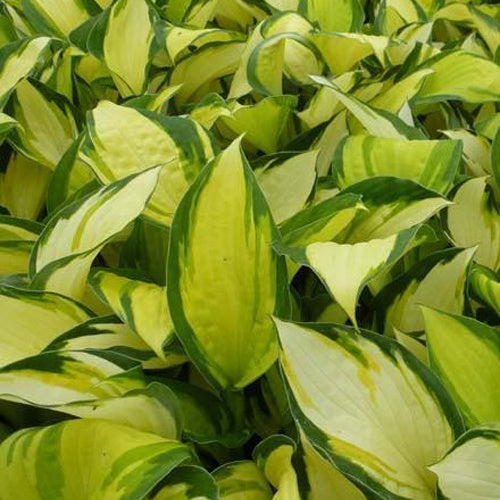 Hosta Color Festival - Hosta hybride color festival - Willemse